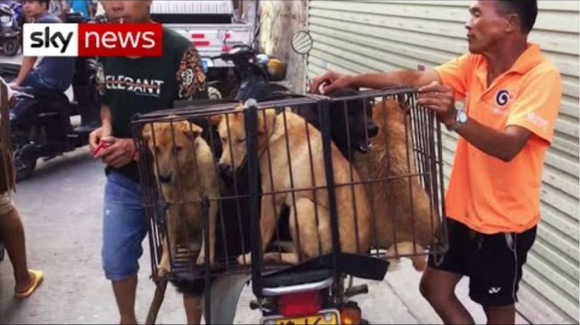 Annual dog meat festival goes ahead despite coronavirus