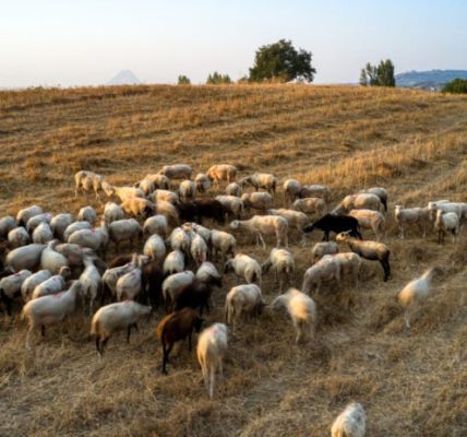 Απαγόρευση μετακίνησης αιγοπροβάτων λόγω κρουσμάτων ευλογιάς στην Ελλάδα