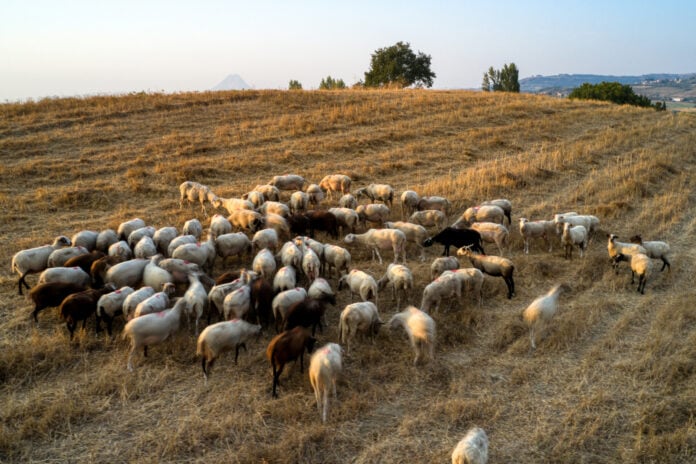 Απαγόρευση μετακίνησης αιγοπροβάτων λόγω κρουσμάτων ευλογιάς στην Ελλάδα